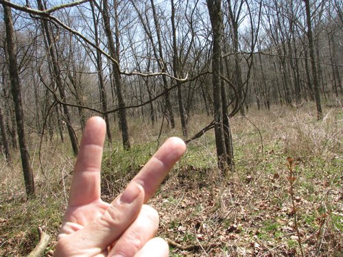 Property photo 15 - 137 Acres in 2 Tracts - 64 Tillable Acres, Potential Building Sites, Hunting